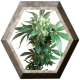 Black Domina Regular 10 semillas Sensi Seeds SENSI SEEDS SENSI SEEDS