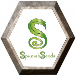 White Widow x Skunk 50 semillas Spanish Seeds SPANISH SEEDS SPANISH SEEDS