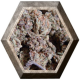 Amnesia Haze 3 semillas Soma Seeds SOMA SEEDS SOMA SEEDS