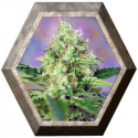 Crystal Candy 3 semillas Sweet seeds