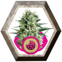 Royal Cookie 1 semilla Royal Queen Seeds