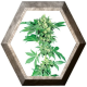 Afghani 1 Regular 10 semillas Sensi Seeds SENSI SEEDS SENSI SEEDS