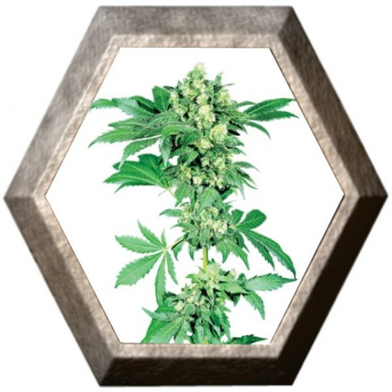 Afghani 1 Regular 10 semillas Sensi Seeds SENSI SEEDS SENSI SEEDS