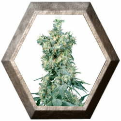 American Dream Regular 10 semillas Sensi Seeds SENSI SEEDS SENSI SEEDS