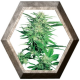 Big Bud Regular 10 semillas Sensi Seeds SENSI SEEDS SENSI SEEDS