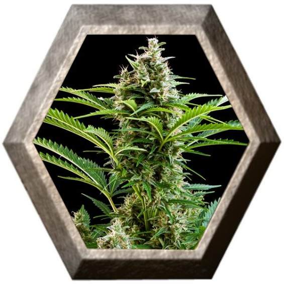 Vesta Auto 1 semilla Buddha Seeds BUDDHA SEEDS BUDDHA SEEDS