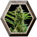 Vesta Auto 1 semilla Buddha Seeds