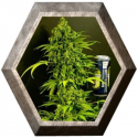 Auto Mass 1 semilla Grass O Matic Seeds