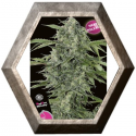 Haze Gom Auto 1 semilla Grass O Matic Seeds