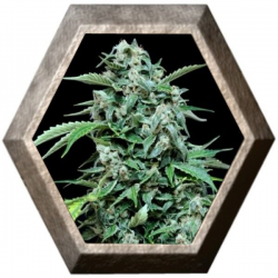 Maxi Haze Auto 1 semilla Grass O Matic Seeds GRASSOMATIC GRASS O MATIC SEEDS