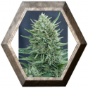 Med Gom Auto 3 semillas Grass O Matic Seeds