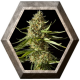 Amnesika 2.0 1 semilla Philosopher Seeds PHILOSOPHER SEEDS PHILOSOPHER SEEDS