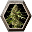 Amnesika 2.0 1 semilla Philosopher Seeds