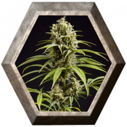 Fruity Jack 1 semilla Philosopher Seeds PHILOSOPHER SEEDS PHILOSOPHER SEEDS