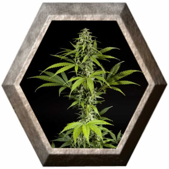 Fraggle Skunk Auto 1 semilla Philosopher Seeds PHILOSOPHER SEEDS PHILOSOPHER SEEDS