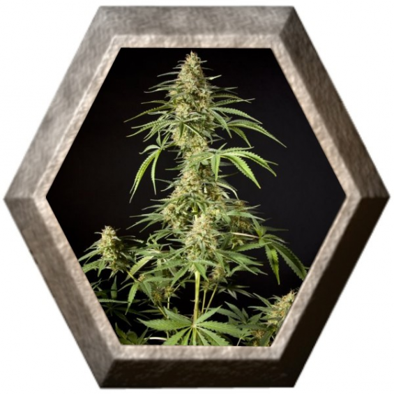 Gokunk 1 semilla Philosopher Seeds PHILOSOPHER SEEDS PHILOSOPHER SEEDS