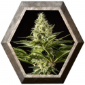 Blackbomb 1 semilla Philosopher Seeds