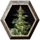 Heaven´s Fruit 1 semilla Philosopher Seeds PHILOSOPHER SEEDS PHILOSOPHER SEEDS