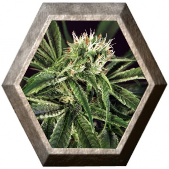 Amnesia 7 3 semillas Exotic Seeds EXOTIC SEEDS EXOTIC SEEDS