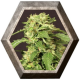 Exotic Tai 3 semillas Exotic Seeds