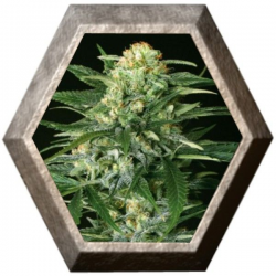 Gipsy Widow 3 semillas Exotic Seeds EXOTIC SEEDS EXOTIC SEEDS