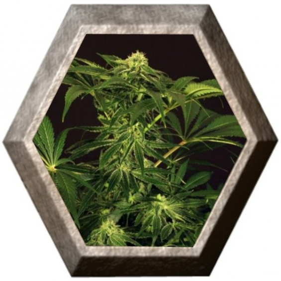 Green Gummy 3 semillas Exotic Seeds EXOTIC SEEDS EXOTIC SEEDS