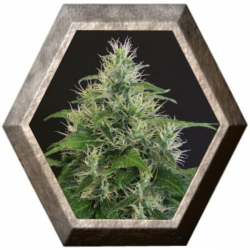 Lemon Candy 3 semillas Exotic Seeds EXOTIC SEEDS EXOTIC SEEDS