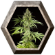 K13-Haze 1 semilla Philosopher Seeds PHILOSOPHER SEEDS PHILOSOPHER SEEDS