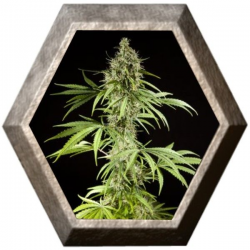 K13-Haze 1 semilla Philosopher Seeds PHILOSOPHER SEEDS PHILOSOPHER SEEDS