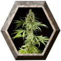 K13-Haze 1 semilla Philosopher Seeds