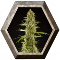 Sugarpop 1 semilla Philosopher Seeds