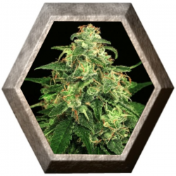 Mango Cream 3 semillas Exotic Seeds EXOTIC SEEDS EXOTIC SEEDS