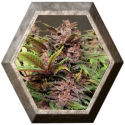 Black Haze auto 3 semillas Exotic Seeds