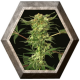 Devil Kush Regular 3 semillas Exotic Seeds EXOTIC SEEDS EXOTIC SEEDS