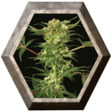 Devil Kush Regular 3 semillas Exotic Seeds