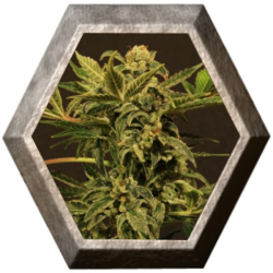 Russian auto 3 semillas Exotic Seeds EXOTIC SEEDS EXOTIC SEEDS