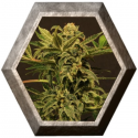 Russian auto 3 semillas Exotic Seeds