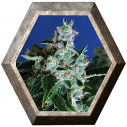 Sir Jack auto 3 semillas Exotic Seeds EXOTIC SEEDS EXOTIC SEEDS