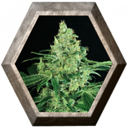 Sir Jack 3 semillas Exotic Seeds EXOTIC SEEDS EXOTIC SEEDS