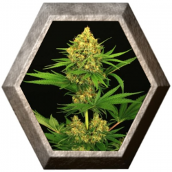 Tangerine Kush Regular 3 semillas Exotic Seeds EXOTIC SEEDS EXOTIC SEEDS