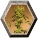 White Jewel Regular 3 semillas Exotic Seeds EXOTIC SEEDS EXOTIC SEEDS