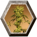 White Jewel Regular 3 semillas Exotic Seeds