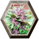 Dark Purple Auto 1 semilla Delicious Seeds DELICIOUS SEEDS DELICIOUS SEEDS