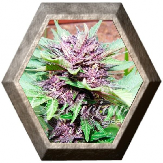 Dark Purple Auto 1 semilla Delicious Seeds DELICIOUS SEEDS DELICIOUS SEEDS