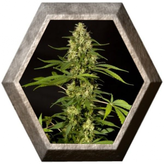 Sweet Love 1 semilla Philosopher Seeds PHILOSOPHER SEEDS PHILOSOPHER SEEDS