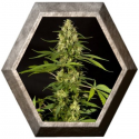 Sweet Love 1 semilla Philosopher Seeds