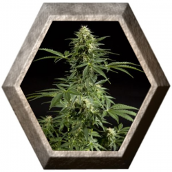 Cheesy Auto 1 semilla Philosopher Seeds PHILOSOPHER SEEDS PHILOSOPHER SEEDS