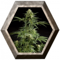 Cheesy Auto 1 semilla Philosopher Seeds