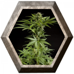 White Yoda Auto 1 semilla Philosopher Seeds PHILOSOPHER SEEDS PHILOSOPHER SEEDS