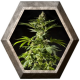 Tropimango 1 semilla Philosopher Seeds PHILOSOPHER SEEDS PHILOSOPHER SEEDS